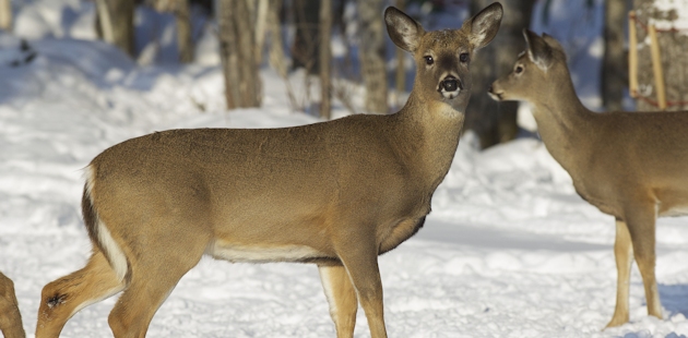 Cerfs de Virginie au Bas-Saint-Laurent